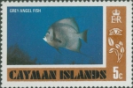 Pomacanthus arcuatus
