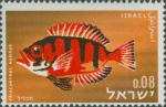 Priacanthus hamrur