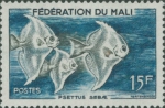 Psettus sebae