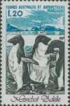 Pygoscelis adeliae