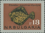Rhombus maeoticus Rhombus maeoticus
