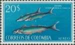 Scomberomorus cavalla