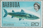 Sphyraena barracuda