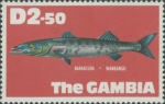 Sphyraena barracuda