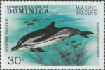 Stenella coeruleoalba Stenella coeruleoalba