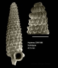 Trituba additicia Gofas, 2003Holotype (shell) from Hyères seamount, 31°30.0'N - 28°59.5'W, 310 m, 'Seamount 2' DW188 (actual size 4.0 mm). Scale bar for protoconch 500 µm.