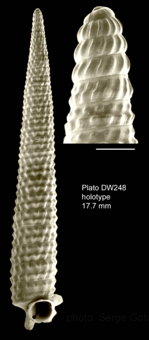 Trituba elatissima Gofas, 2003Holotype (live-taken specimen) from Plato seamount, 33�13.6'N - 29�32.5'W, 735 m, 'Seamount 2' DW248 (actual size 17.7 mm). Scale bar for protoconch 500 �m.