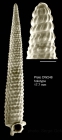 Trituba elatissima Gofas, 2003Holotype (live-taken specimen) from Plato seamount, 33°13.6'N - 29°32.5'W, 735 m, 'Seamount 2' DW248 (actual size 17.7 mm). Scale bar for protoconch 500 µm.