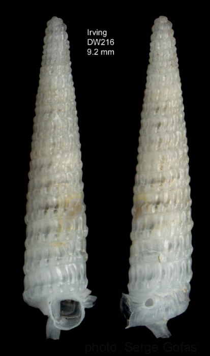 Trituba fallax Gofas, 2003Specimen from Irving seamount, 31�53.7'N - 28�03.0'W, 270 m, 'Seamount 2' DW216 (actual size 9.2 mm)