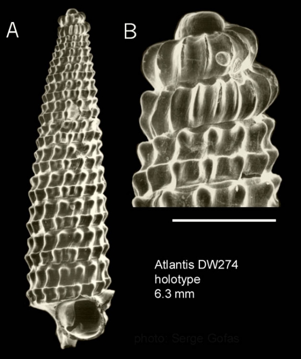 Trituba hirta Gofas, 2003Holotype (shell) from Atlantis seamount, 34�05.1'N - 30�13.6'W, 280 m, 'Seamount 2' DW274 (actual size 6.3 mm). Scale bar for protoconch 500 �m.