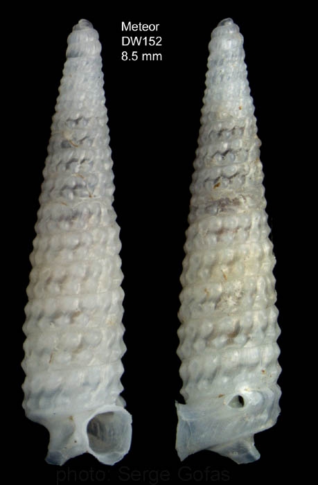 Trituba incredita Gofas, 2003Specimen from Great Meteor seamount, 30�02.0'N - 28�22.1'W, 470 m, 'Seamount 2' DW152 (actual size 8.5 mm)