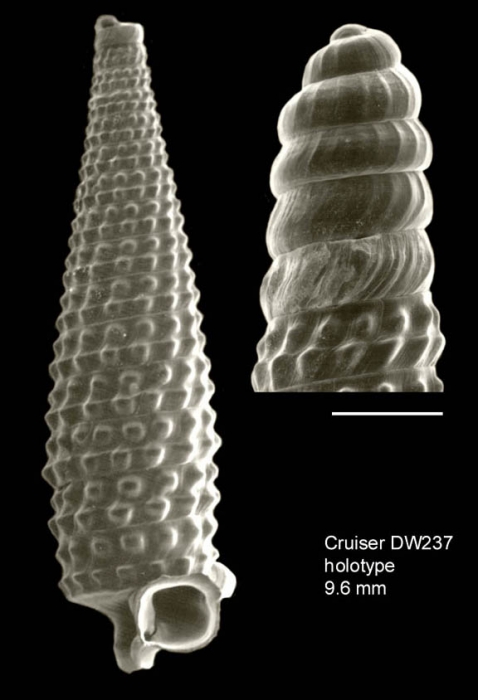 Trituba lima Gofas, 2003Holotype (shell) from Cruiser seamount, 32�15.9'N - 27�31.8'W, 670m, 'Seamount 2' DW237 (actual size 9.6 mm). Scale bar for protoconch 500 �m.