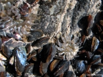 Aulactina stella