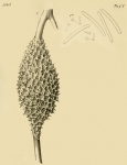 Metania vesparium Metania vesparium