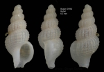 Chauvetia balgimae Gofas & Oliver, 2010Holotype (live-taken specimen) from off Rabat, Morocco, 
