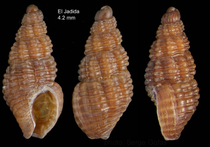 Chauvetia maroccana Gofas & Oliver, 2010Holotype (live-taken specimen) from El Jadida, Morocco (33�15.1'N, 08�29.7'W, intertidal), actual size 4.2 mm