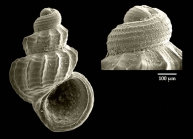 Manzonia alexandrei Gofas, 2010Specimen from the Strait of Gibraltar, actual size 1.5 mm