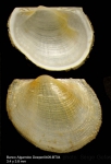 Bathyarca pectunculoides (Scacchi, 1835)Right valve (above) and left valve (below) from Djibouti banks, Alboran Sea,  349-365 m (actual size 3,8 mm mm)