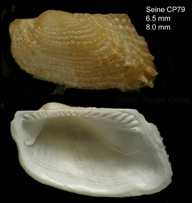 Asperarca nodulosa (M�ller, 1776)Specimen and inside of right valve from Seine seamount, 33�49'N - 14�23'W, 242-260 m,  'Seamount 1' CP79 (actual size 6.5 and 8 mm)