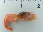 Spirontocaris phippsii