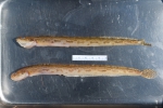 Lumpenus fabricii eelblenny
