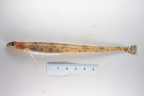 Leptoclinus maculatus - daubed shanny