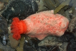 Psolus fabricii Psolus fabricii