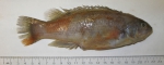 Tautogolabrus adspersus - cunner