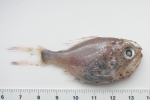 Hoplostethus occidentalis - thawed