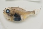 Hoplostethus occidentalis - fixed