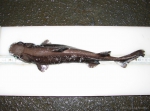 Black dogfish Black dogfish