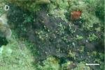 Xestospongia bocatorensis Díaz et al. 2007 Xestospongia bocatorensis Díaz et al. 2007