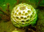 Cinachyrella alloclada, off the coast of Georgia, USA Cinachyrella alloclada, off the coast of Georgia, USA