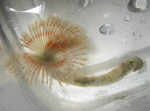 Chone infundibuliformis-live