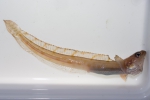 Anisarchus medius - stout eelblenny