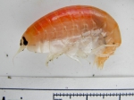 Anonyx nugax