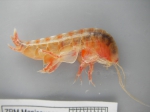 Ampelisca eschrichtii