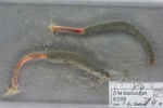 Melinna cristata in tubes