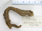 Neoamphitrite figulus Neoamphitrite figulus