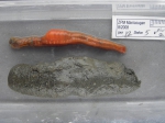 Neoamphitrite groenlandica Neoamphitrite groenlandica