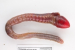 Artacama proboscidea Artacama proboscidea