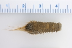 Pherusa plumosa Pherusa plumosa