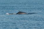 Minke whale - view of back