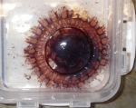 Atolla