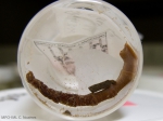 Praxillella gracilis Praxillella gracilis
