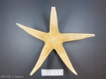 Bathybiaster vexillifer