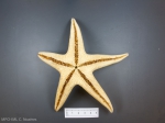 Bathybiaster vexillifer-oral view