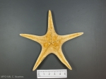 Leptychaster arcticus-oral view