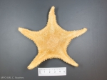 Hippasteria phrygiana