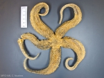 Icasterias panopla